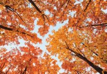 10 tipů pro zachycení barevných podzimních fotografií